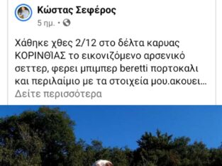 Χαθηκε η κλαπηκε λευκο σεττερ Σκύλος- Ξυλόκαστρο