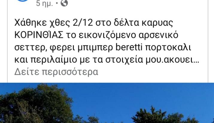 Χαθηκε η κλαπηκε λευκο σεττερ Σκύλος- Ξυλόκαστρο