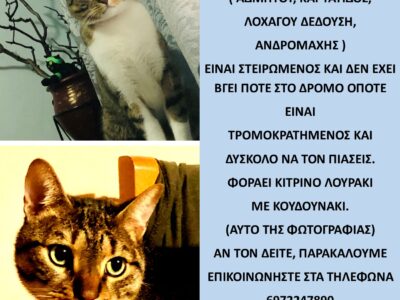 ΧΑΘΗΚΕ ΓΑΤΟΣ ΣΤΟ ΠΕΡΙΣΤΕΡΙ ΑΤΤΙΚΗΣ – Περιστέρι