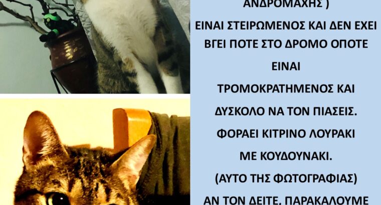 ΧΑΘΗΚΕ ΓΑΤΟΣ ΣΤΟ ΠΕΡΙΣΤΕΡΙ ΑΤΤΙΚΗΣ – Περιστέρι