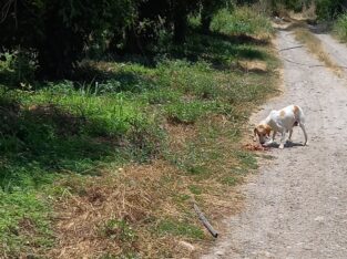 Σκυλίτσα εγκυος βρέθηκε εγκαταλελημμενη -Αγυιά Σκύλος- ΑΓΥΙΑ ΧΑΝΙΑ ΚΡΗΤΗ