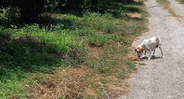 Σκυλίτσα εγκυος βρέθηκε εγκαταλελημμενη -Αγυιά Σκύλος- ΑΓΥΙΑ ΧΑΝΙΑ ΚΡΗΤΗ