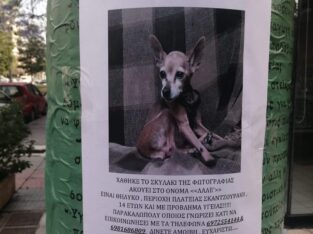 Χάθηκε/κλάπηκε η σκυλίτσα ράτσας pinscher ηλικίας 14 ετών με προβλήματα υγείας..Ακούει στο όνομα ΛΑΛΕ’. Σκύλος- Νέα Σμύρνη