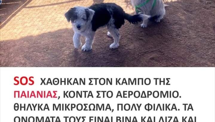 Χάθηκε η Βίνα και η Λίζα στην Παιανία Σκύλος- Παιανία