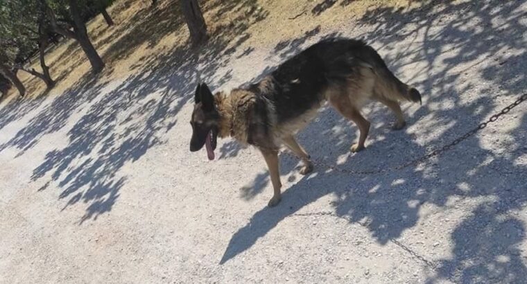 Χάθηκε η Νικόλ 🐕 λυκόσκυλο θηλυκό Σκύλος- Αχαρνές