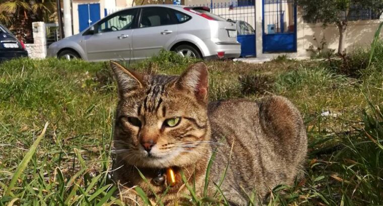 ΧΑΘΗΚΕ Η ΡΟΖΗ.ΕΙΝΑΙ ΣΤΕΙΡΩΜΈΝΗ ΦΟΡΑΕΙ ΚΟΛΆΡΟ ΜΕ ΚΟΥΔΟΥΝΆΚΙ ΚΑΙ ΤΑΥΤΌΤΗΤΑ ΒΑΡΕΛΑΚΙ ΧΡΩΜΑΤΟΣ ΠΟΡΤΟΚΑΛΊ ΜΕ ΤΟ ΤΗΛΈΦΩΝΟ ΜΟΥ.Γάτα- Πάτημα ΧΑΛΑΝΔΡΊΟΥ