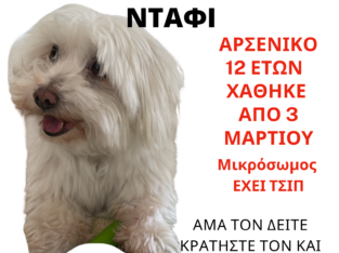 ΧΑΘΗΚΕ ΣΚΥΛΑΚΙ ΑΣΠΡΟ Σκύλος- Παλαιό Ψυχικό