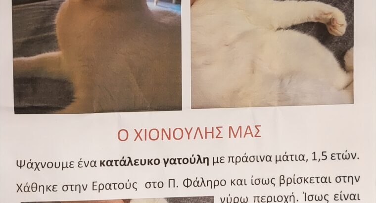 Χάθηκε Λευκός Γάτος ,Γάτα- Αχιλλέως 67