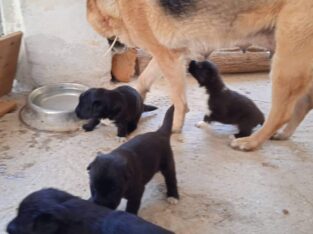 Χαριζονται ημιαιμα λυκοσκυλα κουταβακια Σκύλος- Θεσσαλονίκη