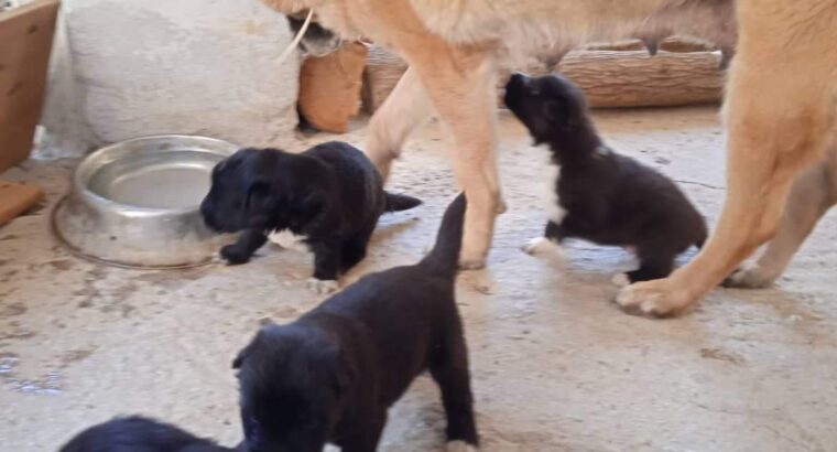 Χαριζονται ημιαιμα λυκοσκυλα κουταβακια Σκύλος- Θεσσαλονίκη