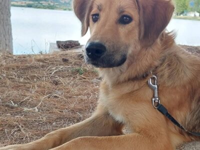 Χαρίζεται μεσαίο σκυλάκι  Σκύλος- Αγρίνιο