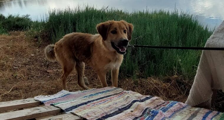 Χαρίζεται μεσαίο σκυλάκι 🐕 Σκύλος- Αγρίνιο