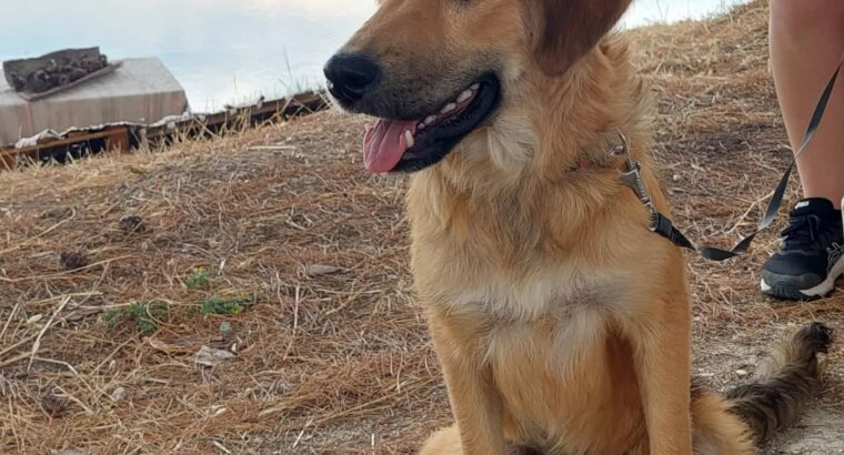 Χαρίζεται μεσαίο σκυλάκι 🐕 Σκύλος- Αγρίνιο