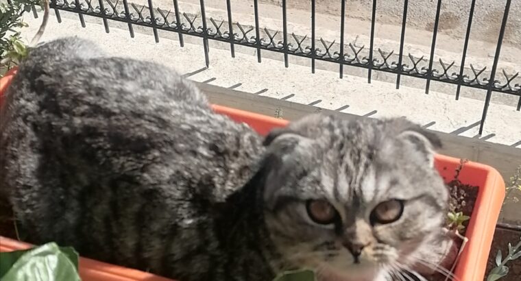 Χάθηκε Γάτα Τιγρε Scottish Fold Λευκό κολάρο Γάτα- Χαλάνδρι