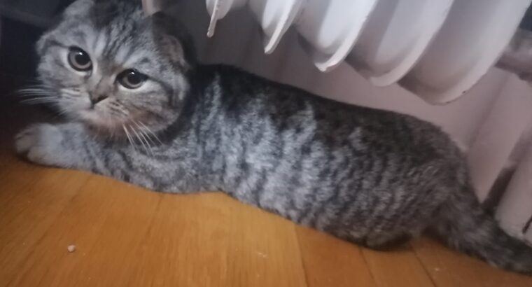 Χάθηκε Γάτα Τιγρε Scottish Fold Λευκό κολάρο Γάτα- Χαλάνδρι