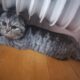 Χάθηκε Γάτα Τιγρε Scottish Fold Λευκό κολάρο Γάτα- Χαλάνδρι