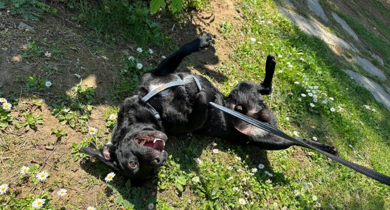 Δίνεται προς υιοθεσία ημίαιμο Ντάτσχουντ (Dachshund), 10 μηνών Σκύλος- Kalamaria