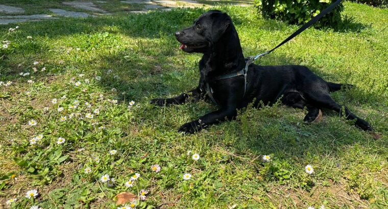 Δίνεται προς υιοθεσία ημίαιμο Ντάτσχουντ (Dachshund), 10 μηνών Σκύλος- Kalamaria