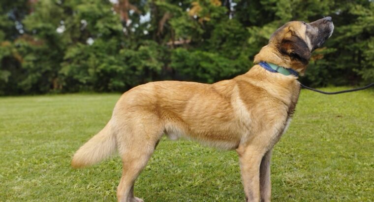 Προς υιοθεσια Anatolian Shepherd (Kangal) Σκύλος- Χορτιάτης