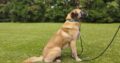 Προς υιοθεσια Anatolian Shepherd (Kangal) Σκύλος- Χορτιάτης