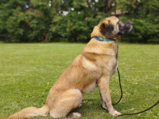 Προς υιοθεσια Anatolian Shepherd (Kangal) Σκύλος- Χορτιάτης