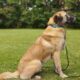 Προς υιοθεσια Anatolian Shepherd (Kangal) Σκύλος- Χορτιάτης