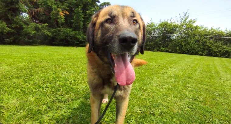 Προς υιοθεσια Anatolian Shepherd (Kangal) Σκύλος- Χορτιάτης