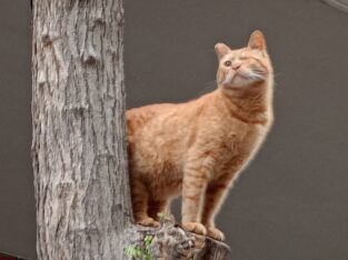 Χάθηκε ο Ροκυ🐈 Γάτα- Θεσσαλονίκη