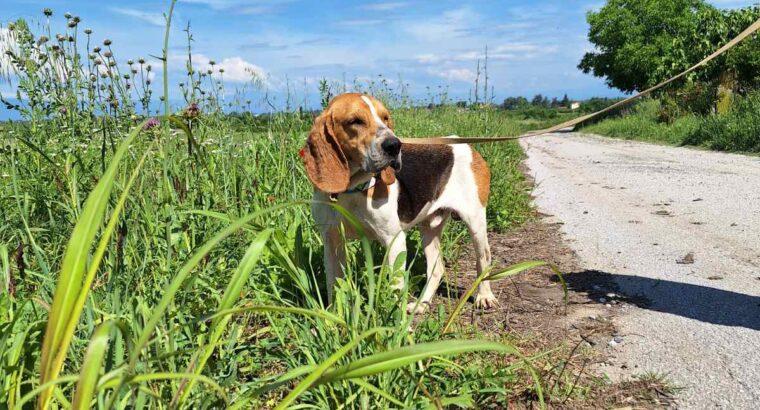 Βρέθηκε σκύλος ημίαιμο beagle στην Ημαθία. Σκύλος- Αθήνα