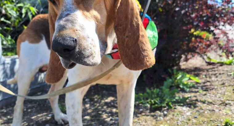 Βρέθηκε σκύλος ημίαιμο beagle στην Ημαθία. Σκύλος- Αθήνα