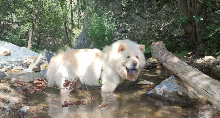 Χαρίζεται αρσενικό chow chow Σκύλος- Φάληρο